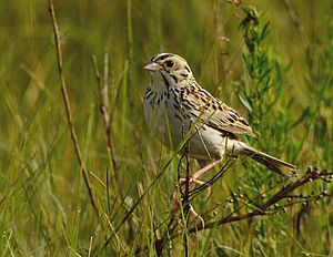 Baird's Sparrow (25865756586) (cropped).jpg