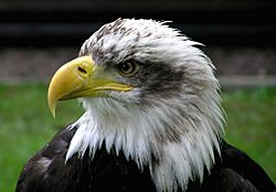 Bald.eagle.closeup.arp-sh.750pix