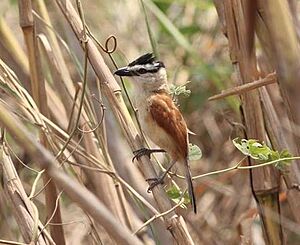 Bocagia minuta subsp remotus, Caia, Birding Weto, a.jpg