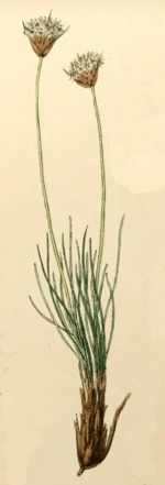 Borya scirpoidea.png