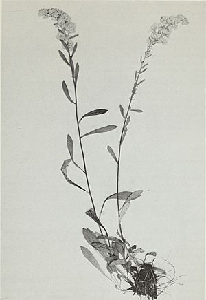 Budd's flora of the Canadian Prairie Provinces (1987) (19797746434).jpg