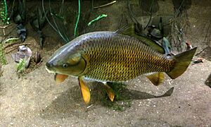 Buffalo Fish (37113244835)