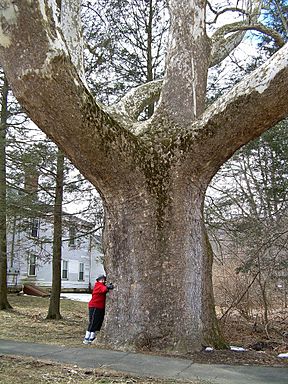 Buttonball Sycamore in Sunderland, MA (March 2019).jpg