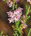Calluna vulgaris 140805