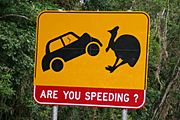 Cassowary road sign
