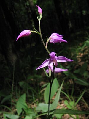 Cephalanthera rubra, Nedánov, Czech