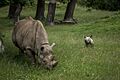 Chester Zoo, Rhino Enclosure - geograph.org.uk - 5472164