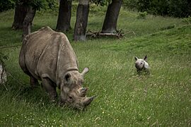 Chester Zoo, Rhino Enclosure - geograph.org.uk - 5472164