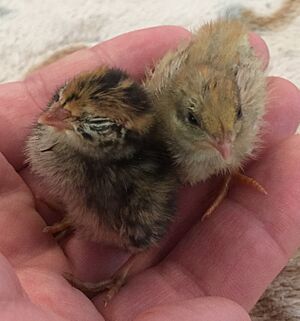 Coturnix japonica day 07 and king Quail day20