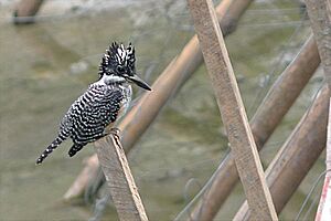 Crested Kingfisher Darap West Sikkim Sikkim India