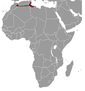 Ctenodactylus gundi range map.png