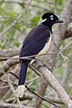 Cyanocorax chrysops MG 9622