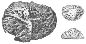 Deinosuchus scutes by Hatcher