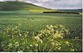 Downland West of Milk Hill. - geograph.org.uk - 185577