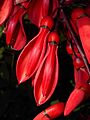 Erythrina crista-galli OB UJ Krakow 2017-09-28 5744