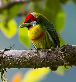 Eubucco versicolor, Versicolored Barbet, crop.jpg