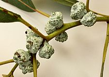 Eucalyptus bicostata - umbels