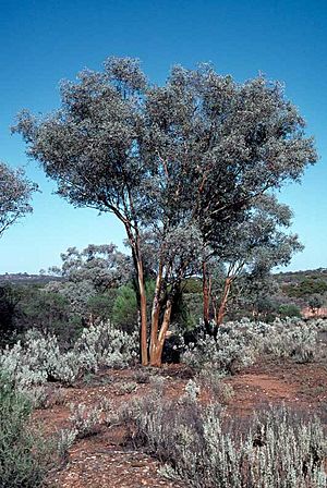 Eucalyptus campaspe