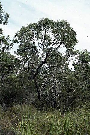 Eucalyptus conglomerata.jpg