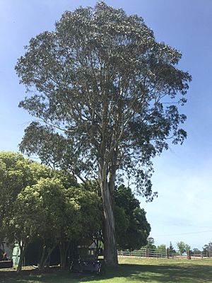 Eucalyptus gobulus ssp bicostata.jpg