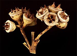 Eucalyptus pellita fruit