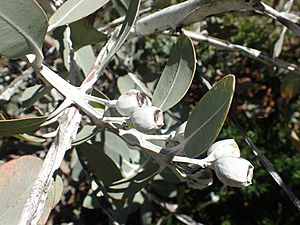 Eucalyptus pleurocarpa fruit.jpg
