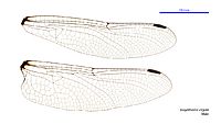 Eusynthemis virgula male wings (34248824623)