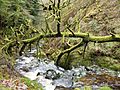 Fallen Tree Hafod