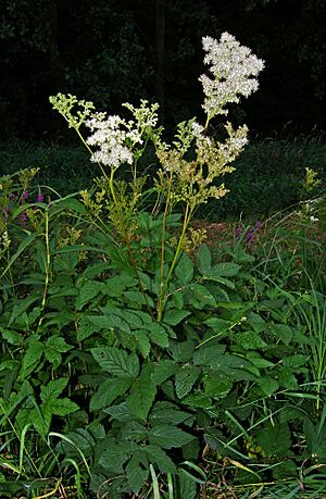 FilipendulaUlmaria