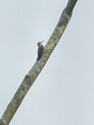 Fire-bellied Woodpecker - Ghana S4E1787 (16222859798).jpg