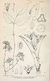 First illustration of Moringa stenopetala (basonym Donaldsonia), from E. G. Baker's 1896 original description