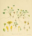 Flora Antarctica Plate II