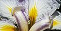 Flower spider