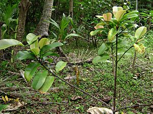 Garcinia pseudoguttifera.jpg