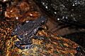 Ghatophryne ornata - Malabar Torrent Toad
