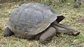 Gigantic galapagos turtle on the island of santa cruz