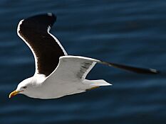 Great Black-backed Gull2