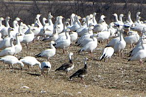 Greater Snow Geese