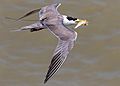 Greater crested tern with fish
