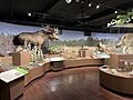 Harvard Natural History Museum 2023f