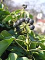 Hedera helix1