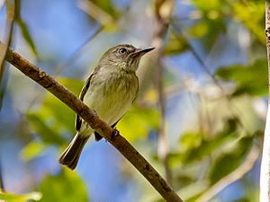 Hemitriccus minimus - Zimmer's Tody-Tyrant, Carajas National Forest, Pará, Brazil.jpg