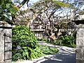 Honolulu-Manoa-Road-2859