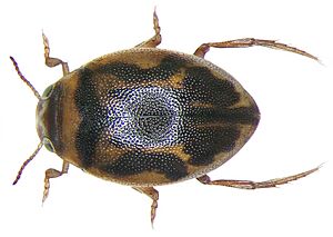 Hygrotus inaequalis (Fabricius, 1776)