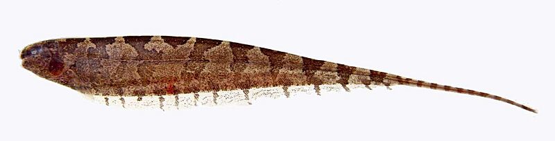 Hypopomidae Steatogenys elgans (cropped)