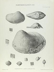 Illustration of Cretaceous Lamelliabranchia by Thomas Alfred Brock-Monograph of Palaeontographical Society-Vol63 1909 0271-Plate43