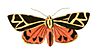 Illustrations of Exotic Entomology Callimorpha Phyllira.jpg