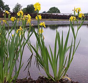 Iris pseudacorus flowering 2