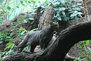 Jaguarundi v Zoo Berlín