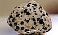 Jasper Dalmatian (212237453)